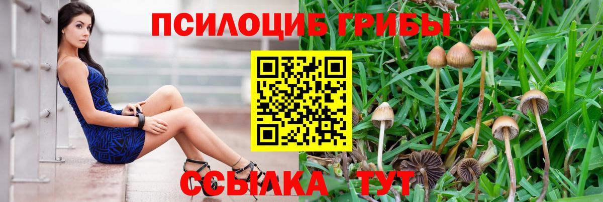 где можно купить наркотик  Псилоцибиновые грибы GOLDEN TEACHER  Вход с VPN  Киселёвск 